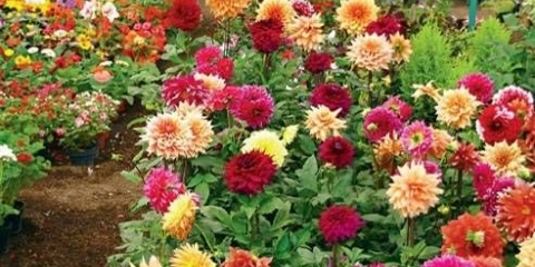 Kako pravilno čuvati dalije nakon kopanja